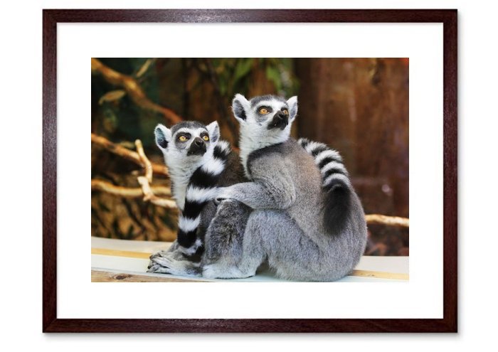 African Lemurs Animals Lemurs Wildlife Zoo Monkey Mammal African